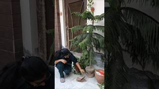 Haaawww😲 itni sari chitiyan lag gyi 🐜 is plant mai🌲🌺beingsakshi minivlog shorts [upl. by Shiverick]