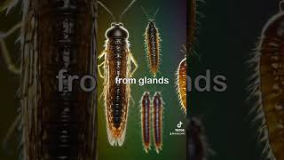 🦟🖼️Aquatic Artistry  Caddisfly InsectArt Ecosystems UnderwaterLife Metamorphosis Wildlife [upl. by Esdnil496]