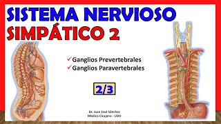 🥇 SISTEMA NERVIOSO SIMPÁTICO 23  Ganglios Paravertebrales y Prevertebrales Ramos Comunicantes [upl. by Noy]