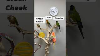 Difference Between CONURES Green Cheek Sun and Nanday conure [upl. by Areval]