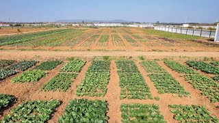 Pakistani expat learns growing Chinese cabbages in east China [upl. by Berthold]