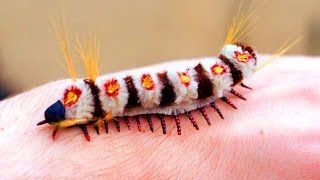 MOST POISONOUS CATERPILLAR EVER [upl. by Eerpud808]