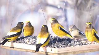 Evening Grosbeak at the SaxZim Bog [upl. by Eiramlirpa]