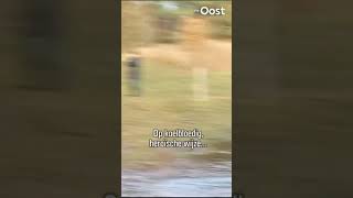 Een heroïsche reddingsactie van een kudde hengsten bij hoog water rtvoost overijssel hoogwater [upl. by Yahsal981]