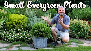 50 Plus Small Evergreen Shrubs for the Garden  Small Foundation Plants [upl. by Stamata]