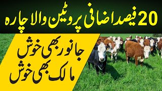 newly introduced fodder crop in Pakistan [upl. by Sakram]