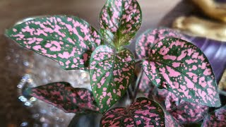 Hypoestes Pink Polka Dot Plant Care and Propagation [upl. by Meghan442]