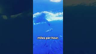 Great White Shark Breaching  Mind Blowing Facts About Great White Shark [upl. by Nibbs]