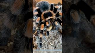 Mexican Redknee Tarantula Freshly molted tarantulasoftheworld tarantula shorts trending [upl. by Ahsiekahs820]