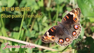 【4K】青眼蛺蝶雌蝶青擬蛺蝶孔雀青蛺蝶Blue pansyJunonia orithya 07X slow motion [upl. by Devonna]