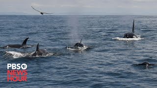 Group of orcas attack and sink vessels off Iberian Peninsula [upl. by Dionis]