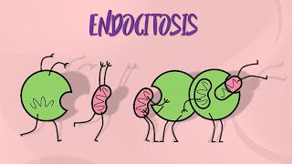 Tipos de endocitosis [upl. by Waldner]