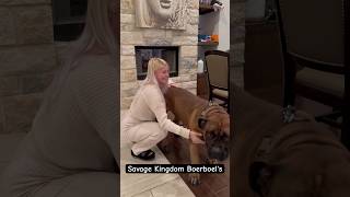 Beauty amp Boerboel To see the Worlds Best Boerboel Content Subscribe and Hit the Notification Bell [upl. by Sine410]