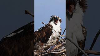 Osprey Calling Out from Nest [upl. by Nerin]