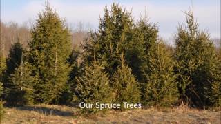 About Spacing Spruce Trees How To [upl. by Rawdon723]