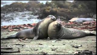 Macquarie Island [upl. by Harak314]