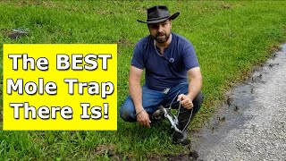 Nash Mole Trap  The BEST Mole Trap Ever [upl. by Mcquillin]