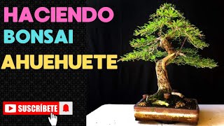 haciendo bonsai de ahuehuete [upl. by Elaine374]