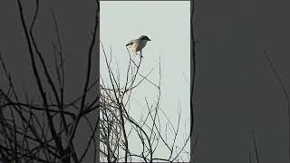 Iberian Grey Shrike birdenthusiast nature wildlife birdwatching [upl. by Matta]