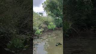 Mangrove Foundation of India  Project Alaiyathi mangrove Restoration site in Pulicat [upl. by Intruoc]