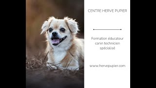 Hervé Pupier  Formation Educateur canin [upl. by Aniala]