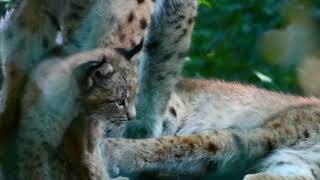 Luchs Baby im Tiergarten Zoo Schönbrunn geboren Lynx lynx Park Nachwuchs Superzoom Lumix dcfz82 [upl. by Delahk]