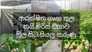 ආරක්ෂිත ගෘහ තුල නයි මිරිස් වගාව මුල සිට  polytunnel  nai miris  Scotch bonnet  ස්කොච් බොනට් [upl. by Neerihs762]