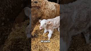 Cinco Ventajas de la Raza Charolais 🤠🐂 [upl. by Esilahs]