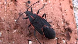 Boxelder Bug Rhopalidae Boisea trivittata on Wall [upl. by Nigrom]