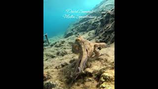 Playing with small octopus fishing diving octopus fish scubadiving pesca underwater scuba [upl. by Mosra]