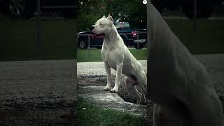 Dogo Argentino vsRottweiler American bullyAlabaiNeapolitan mastif PSI Comparisonshorts ytshorts [upl. by Amleht]