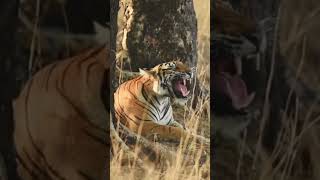 Tiger roar tiger tigerroar tigersound tigers viral shorts bigcat bigcats jungle roar [upl. by Yreved]