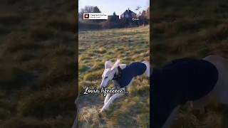 Saluki Crazy Zoomies saluki sighthound dogshorts dogstagram dogsofinstagram dogsofyoutube [upl. by Lacsap]