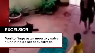 Perrito finge estar muerto y salva a una niña de ser secuestrada [upl. by Heller]