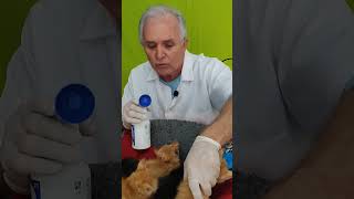 Como aplicar frontline spray em gatos saiba mais gatos gatosderua gatinhos tudosobrefelinos [upl. by Maltzman902]