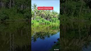 BUHAY FISHPOND SA PROBINSYA please like share subscribe my channel [upl. by Ellenehs175]