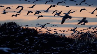 Migration des Oies blanches  Drummondville  Snow Geese Migration [upl. by Kornher]