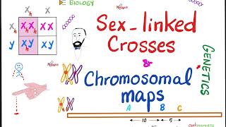 Sexlinked Crosses and Gene maps  Biology [upl. by Einnaffit]