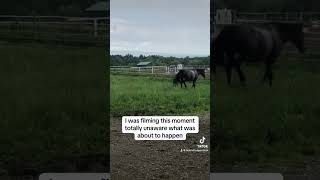 Terrifying 😳foal horse equestrian scary accident closecall lucky [upl. by Heymann247]