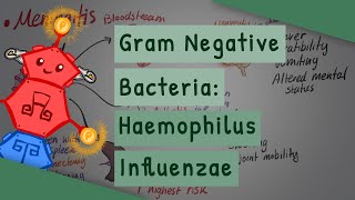 Gram Negative Bacteria Haemophilus influenzae [upl. by Notfol]