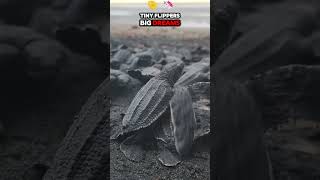 quotSea Turtle Life Cycle From Eggs to Ocean Turtle Eggs an Surviving Babies [upl. by Rento]