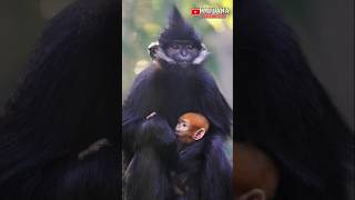 Fakta Menarik Lutung  Langur shorts animals [upl. by Nolat]