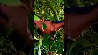 Beautiful chagolagricultureshorts farming shortvideo agro nature [upl. by Abrahan]