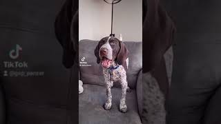 German Shorthaired Pointer GSP puppy talking Panzer barking REACTS [upl. by Ilehs]