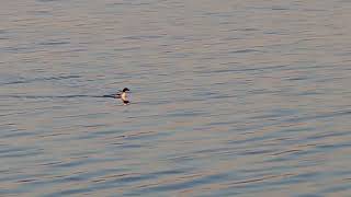 🦆 goes under water  Onondaga Lake [upl. by Mogerly]