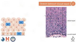 Integumentary System  الجهاز اللحافي [upl. by Anerac]