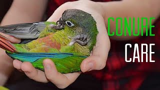 HOW TO  CARE FOR A GREEN CHEEK CONURE [upl. by Amitak]