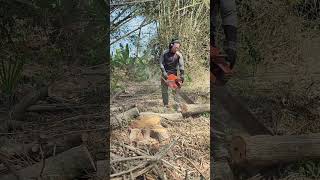 Hengtong Garden Power Tools yesterdaychainsaws hardware tools viralvideo foryou [upl. by Narda629]