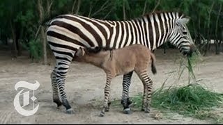 Mexican Zoo Welcomes a Zonkey  The New York Times [upl. by Gnaoh]