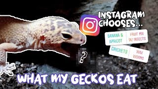 INSTAGRAM CHOOSE MY GECKOS FOOD 😬🦗🐛 [upl. by Nnaarat944]